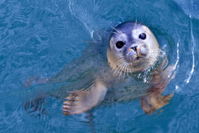 Seal swimming