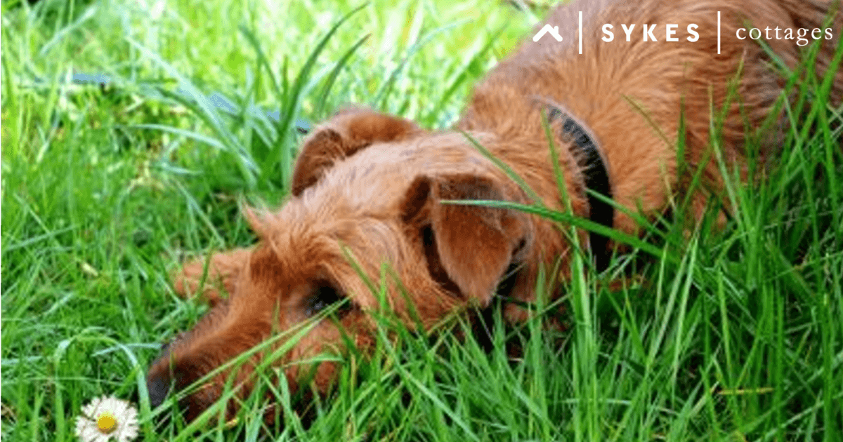 Dog Friendly Areas Near Me Dog Friendly Areas Near Me