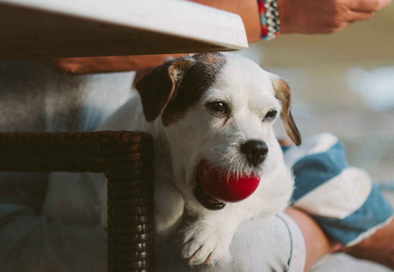 Dog Friendly Pubs Near Me Dog Friendly Pubs Near Me