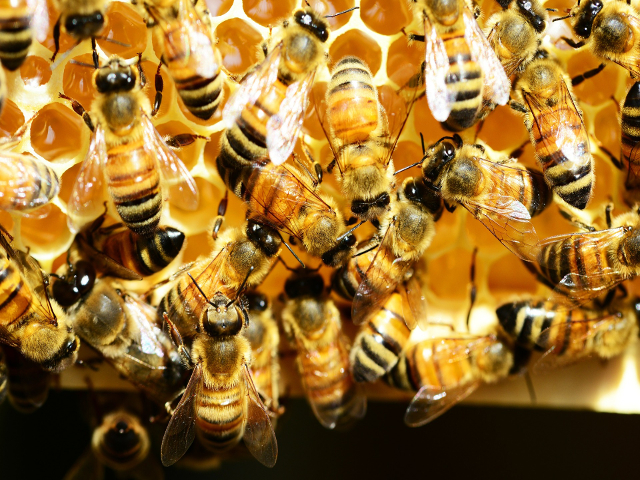 honey-bees-345620_1920