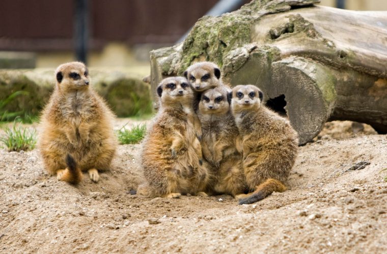 meerkat-family-group