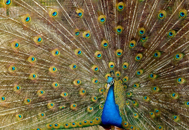 Peacock Plumage Bird Peafowl