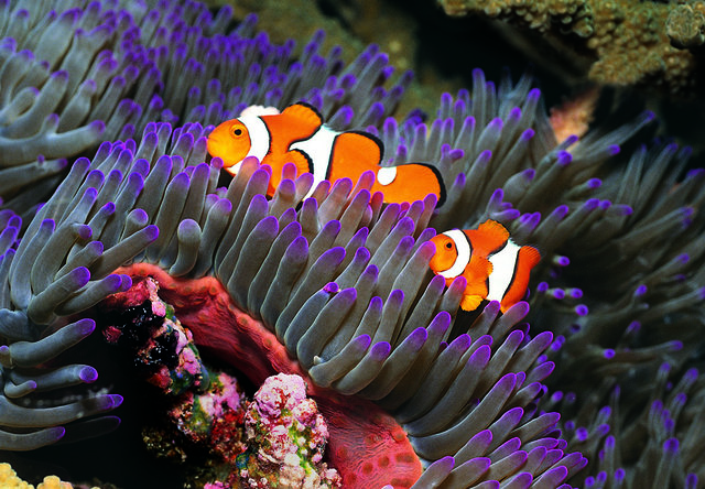 blue reef aquarium
