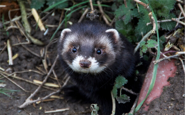 Polecat 