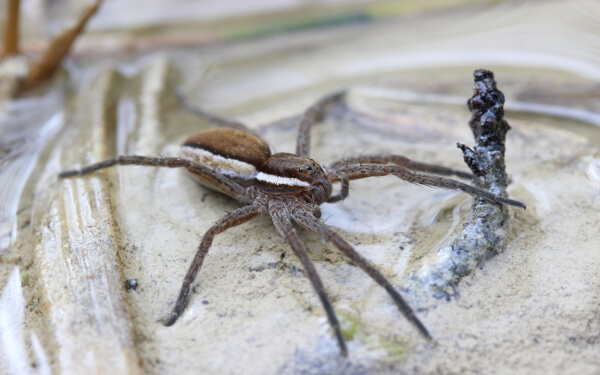 Raft Spider 