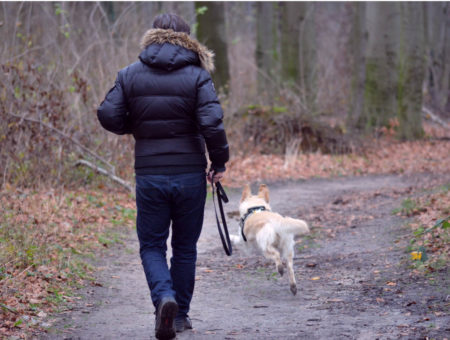 dog friendly walk north wales