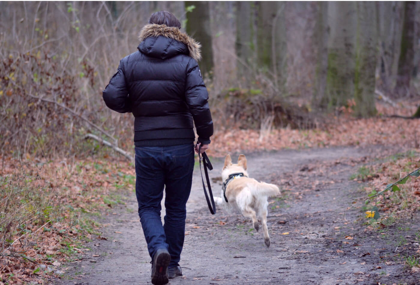 dog friendly walk north wales