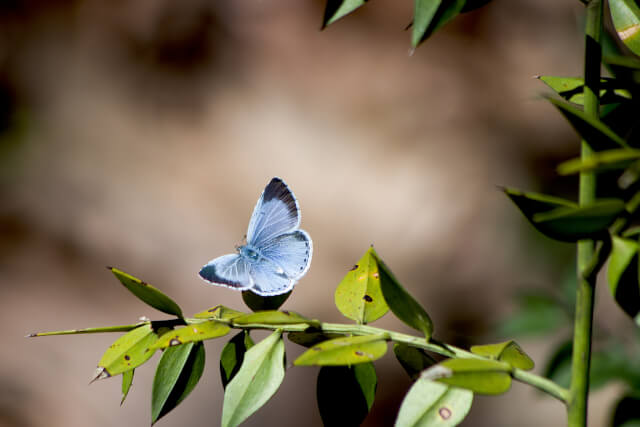 holly blue butterfly