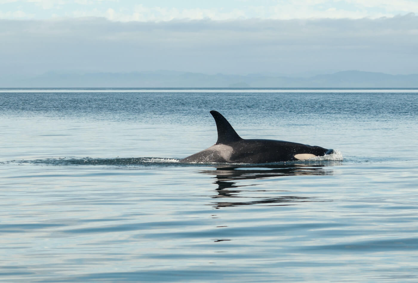 orca swimming in the sea