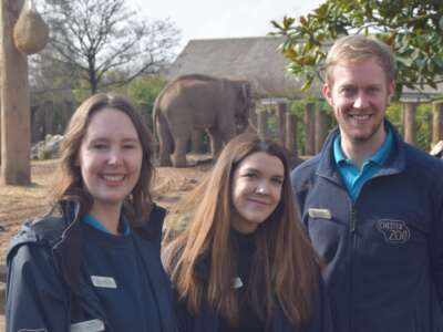 chester zoo elephants
