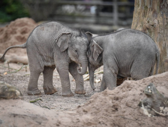 chester zoo elephant keeper