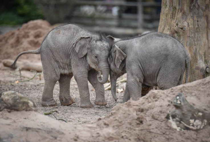 chester zoo elephant keeper