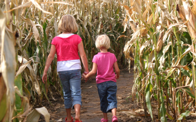 The Lakeland Maze Farm Park - outdoor activities in kendal