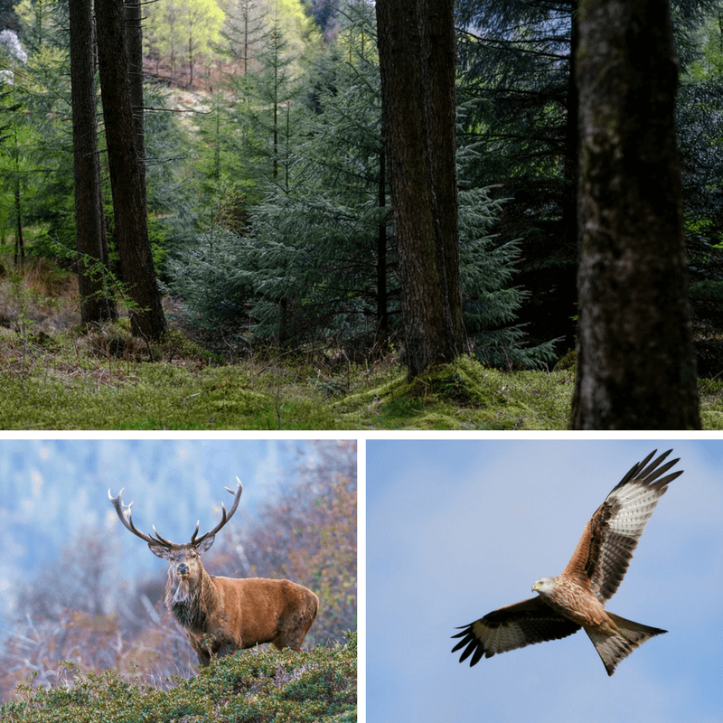 Guide to Wildlife Hotspots in the Lake District - Sykes Holiday Cottages