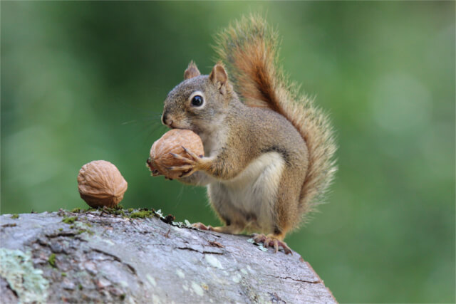 Red Squirrel