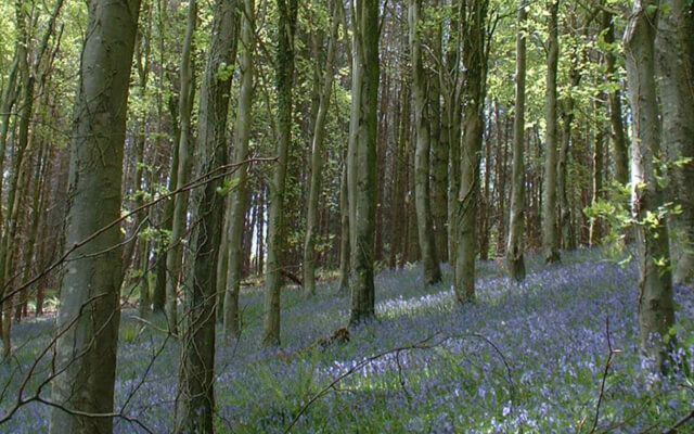 Langdon Hill