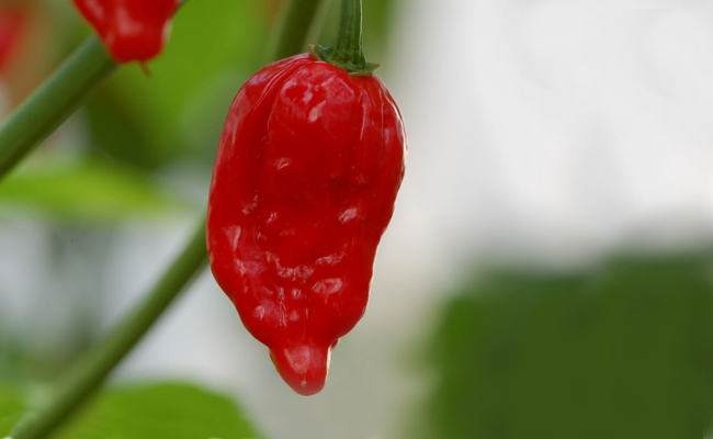 What is Devon Famous For - the hottest chilli in the world