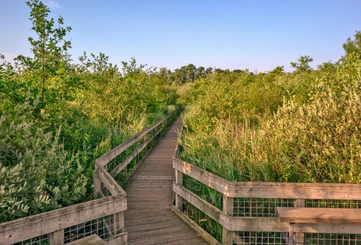 norfolk nature reserves and wildlife