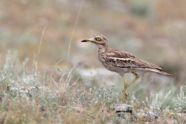 Stone Curlew