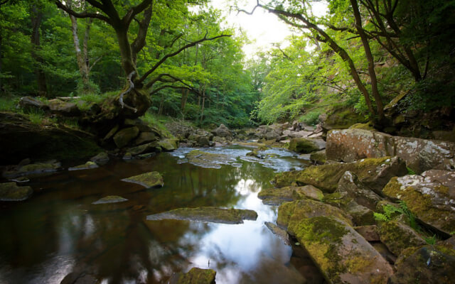 Dog-Friendly Walks Around Whitby - Mallyan Spout and Beck Hole