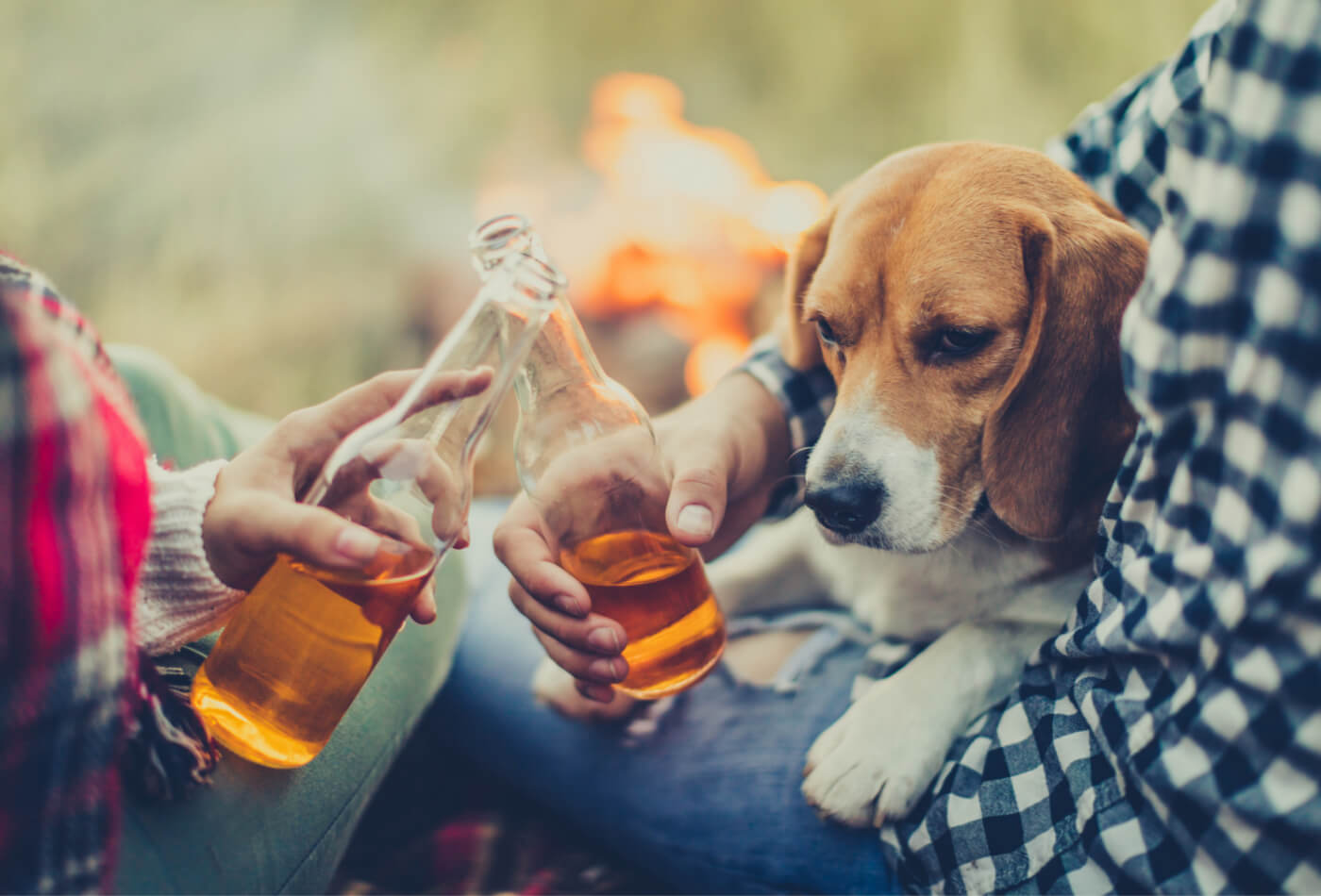 dog friendly peak district