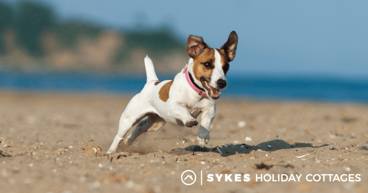Top 10 Dog Friendly Destinations In The Uk Sykes Holiday Cottages