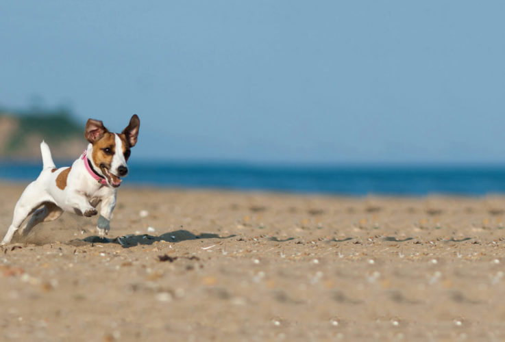 coastal breaks with dogs