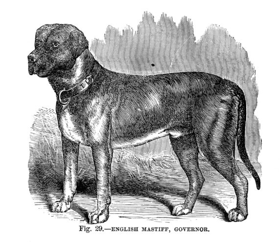 Emily Bronte Dog Keeper