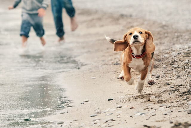 dog at the beach