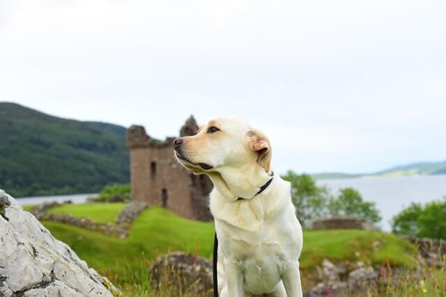 Dog at a castle