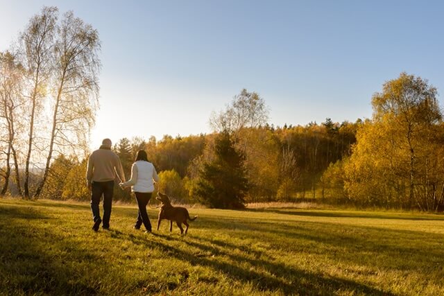 Countryside Dog Walking