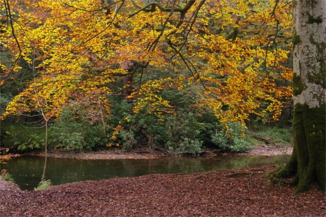 Autumn in Fowey