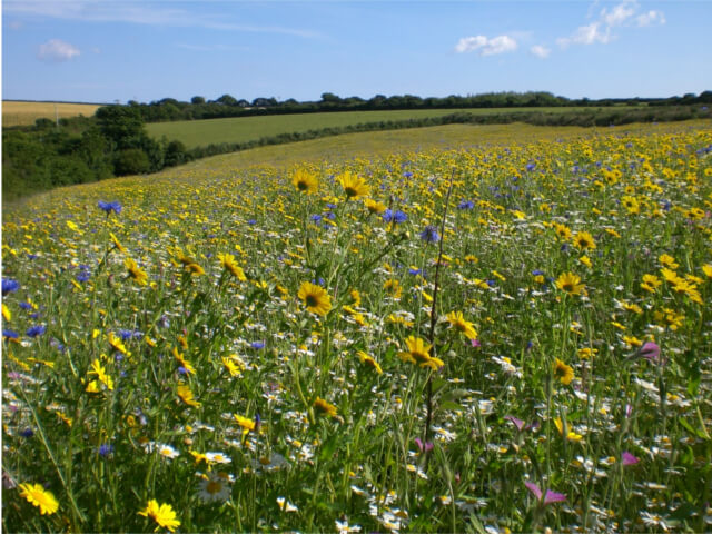 Spring in Cornwall