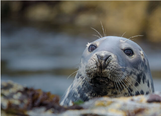 Cornwall Seals