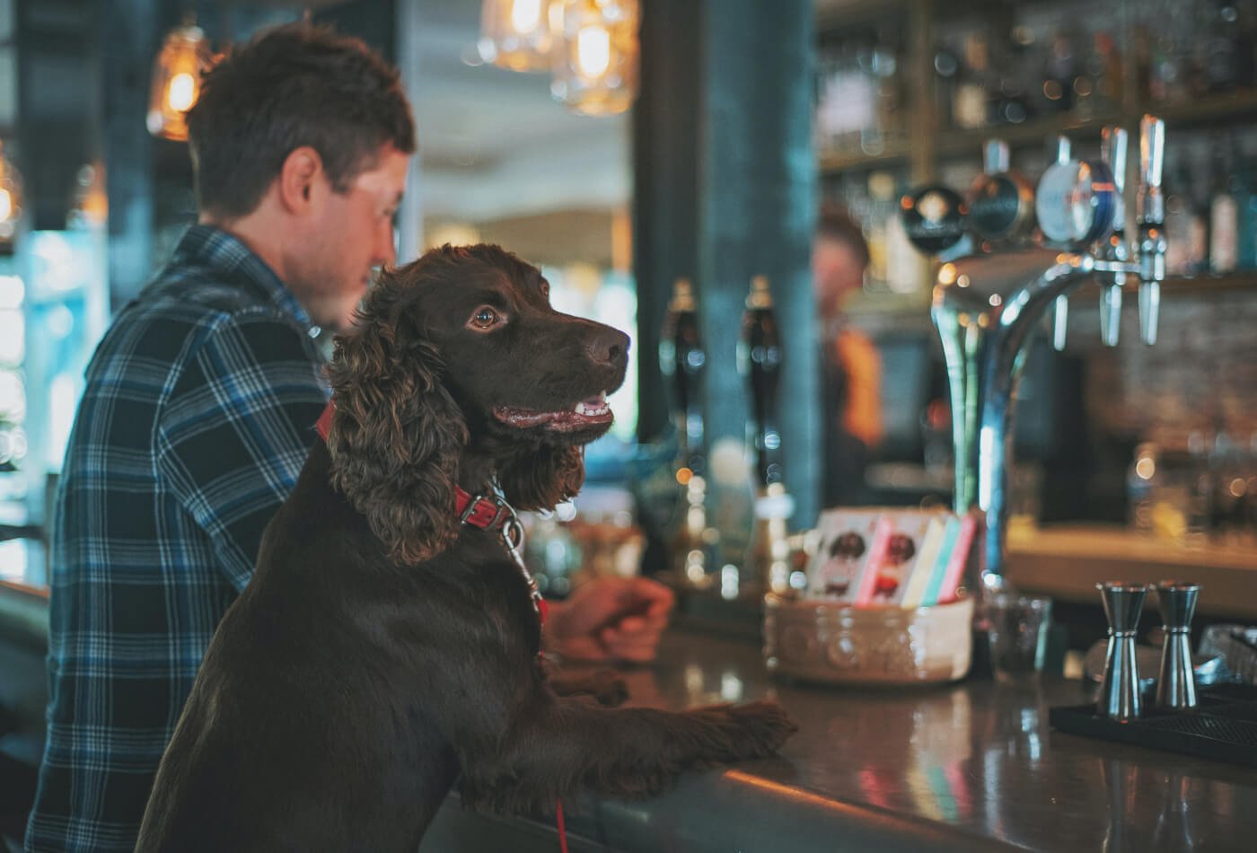 dog at a bar with owner