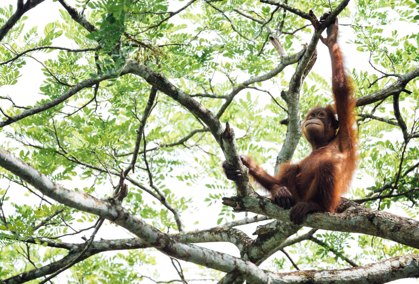 orangutan in a tree