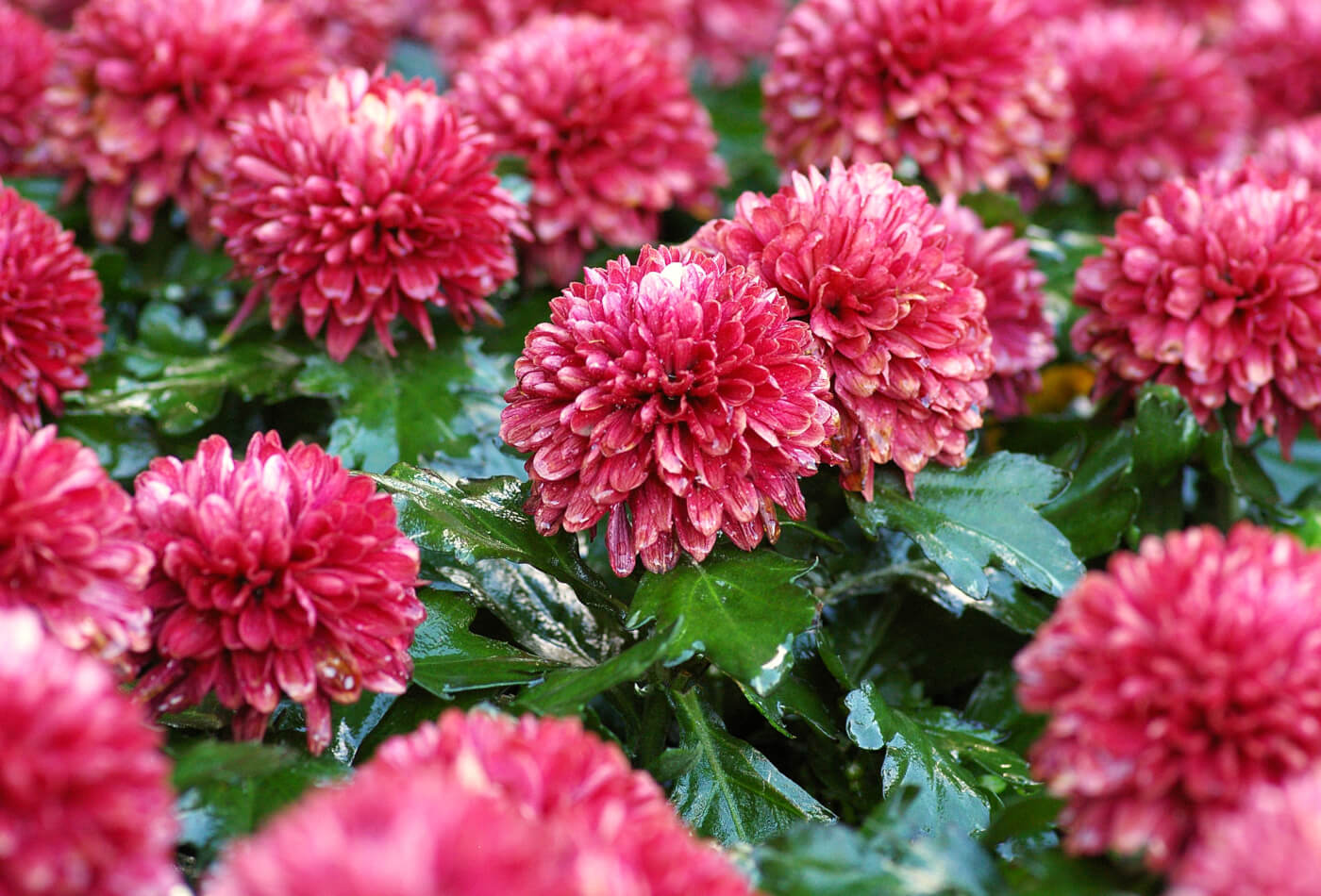 red chrysanthemums