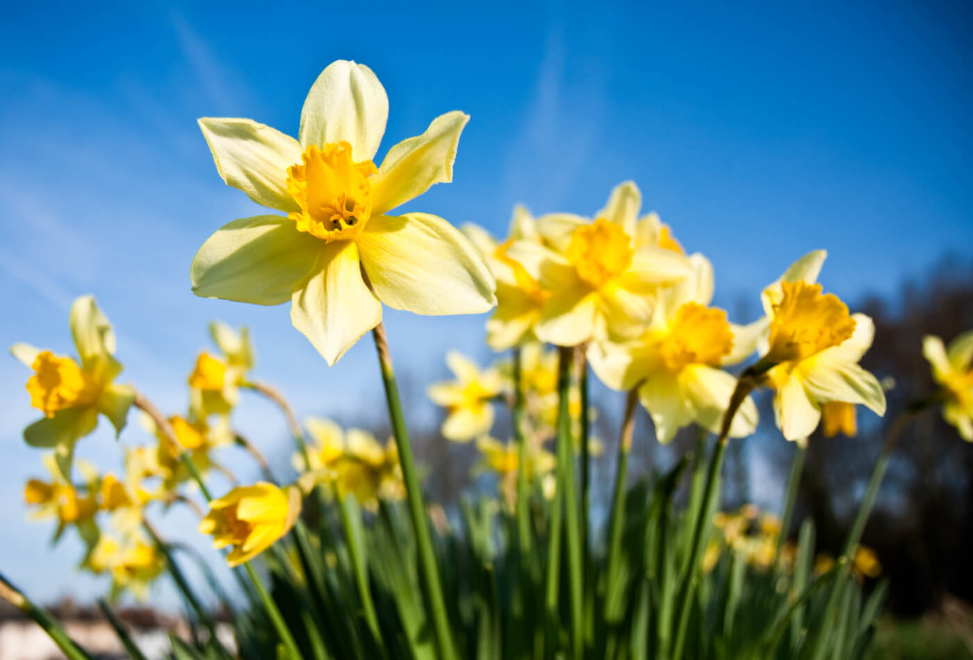 Springtime Daffodils in the Lake District Sykes Holiday Cottages