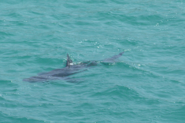 cornwall basking shark 