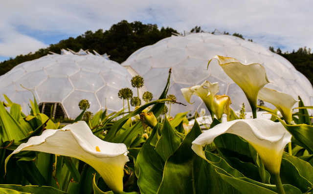 eden project white lillies cornwall
