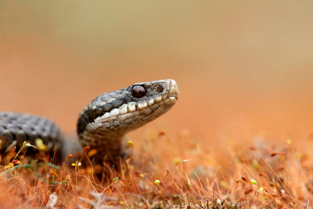 Brits reveal the animals they want to see in the wild - but don't know where they are