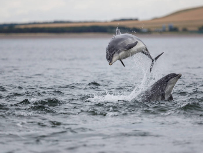 Bottlenose Dolphin