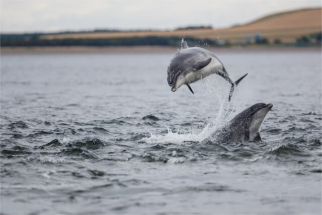 Bottlenose Dolphins