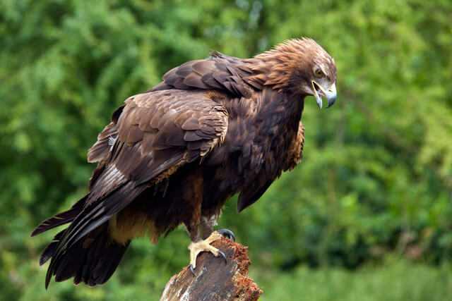 Golden Eagle