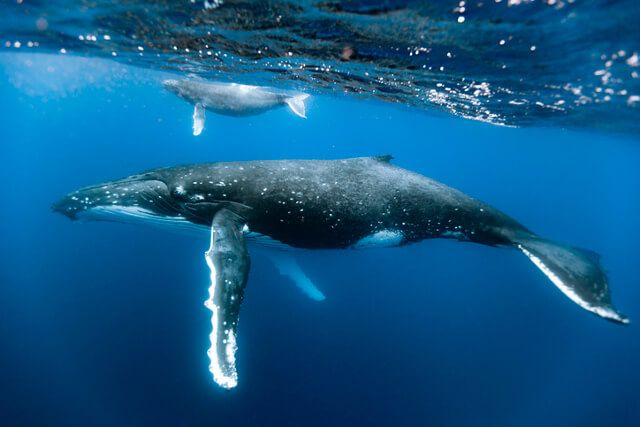 Humpback Whale