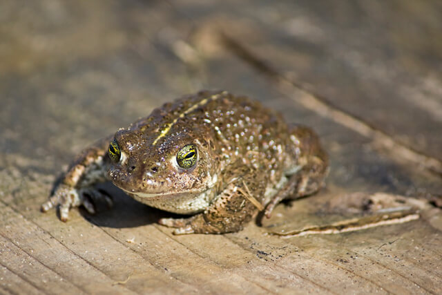 Natterjack Toad