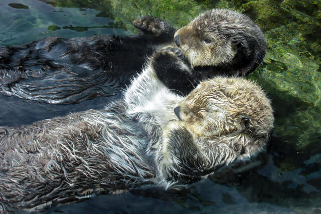 Otters