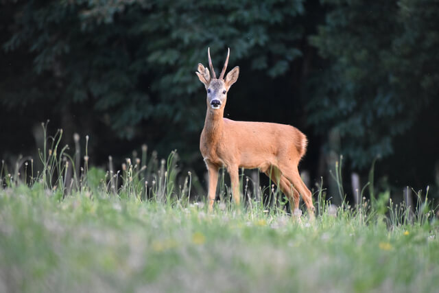 Roe Deer