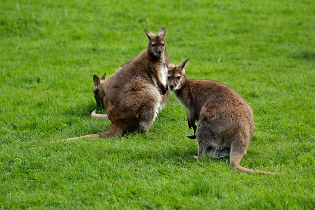 Wallaby 