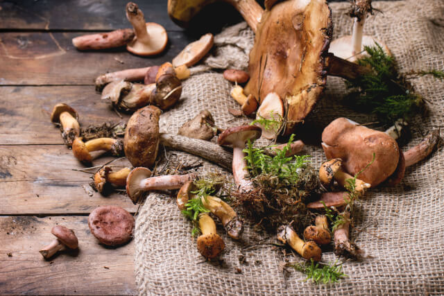 wild mushrooms foraged